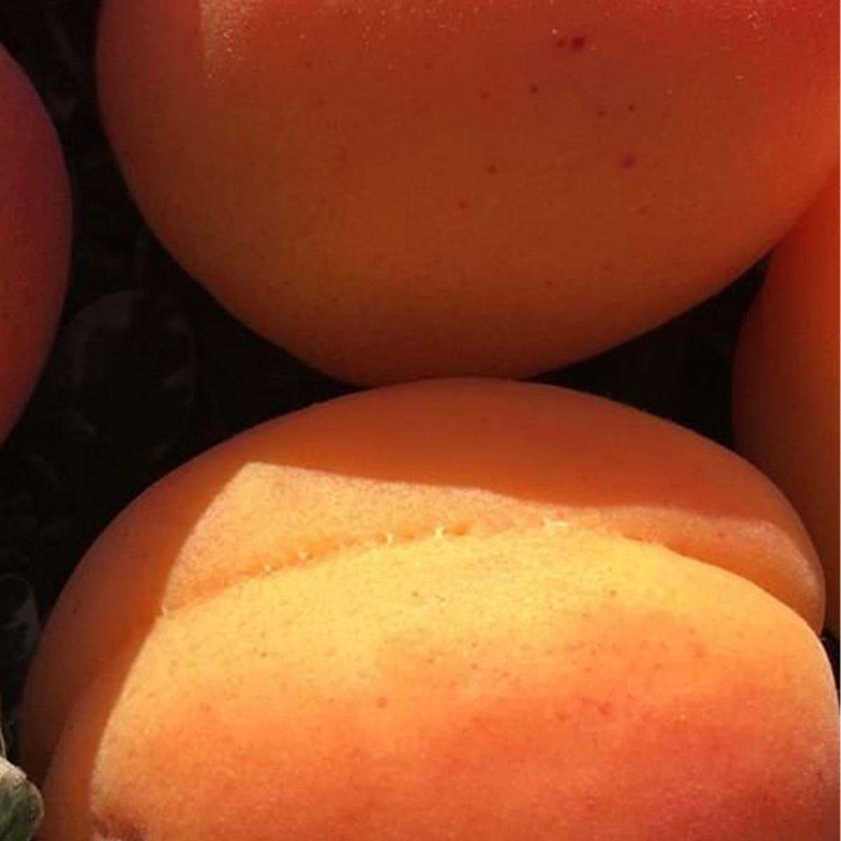 Le Petit Marseillais Body Lotion Aprikosenöl weiße Lilie Perlmutt 250ml