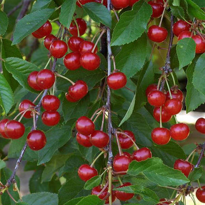 SABIBOU Bio Morello Kirschen Konfitüre Confiture extra BIO Griotte