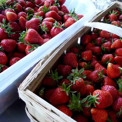 SABIBOU Bio Erdbeer Extra Konfitüre Confiture extra BIO Fraise