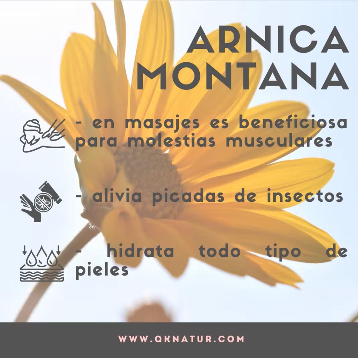 QKnatur ARNICA - Arnica Montana Mazeriertes Massage Öl 100% rein - BIO