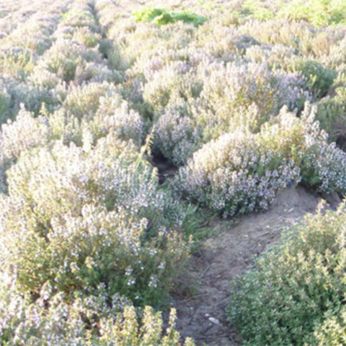 FooBee Kräuter der Provence Mischung der französischen Küche 42 Gramm
