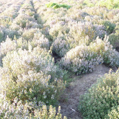 FooBee Kräuter der Provence Mischung der französischen Küche 42 Gramm