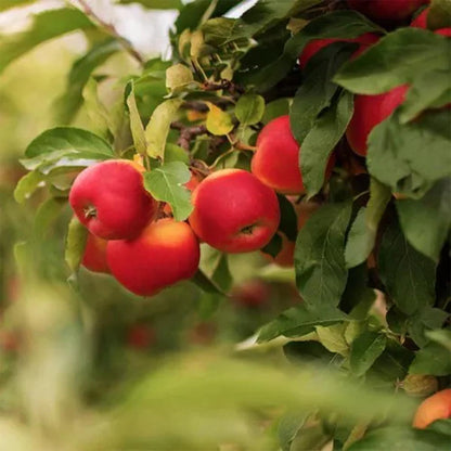 Home County Candle Luxus Raumduft-Diffusor Raumduft verschiedene Duftnoten 100ml aus England