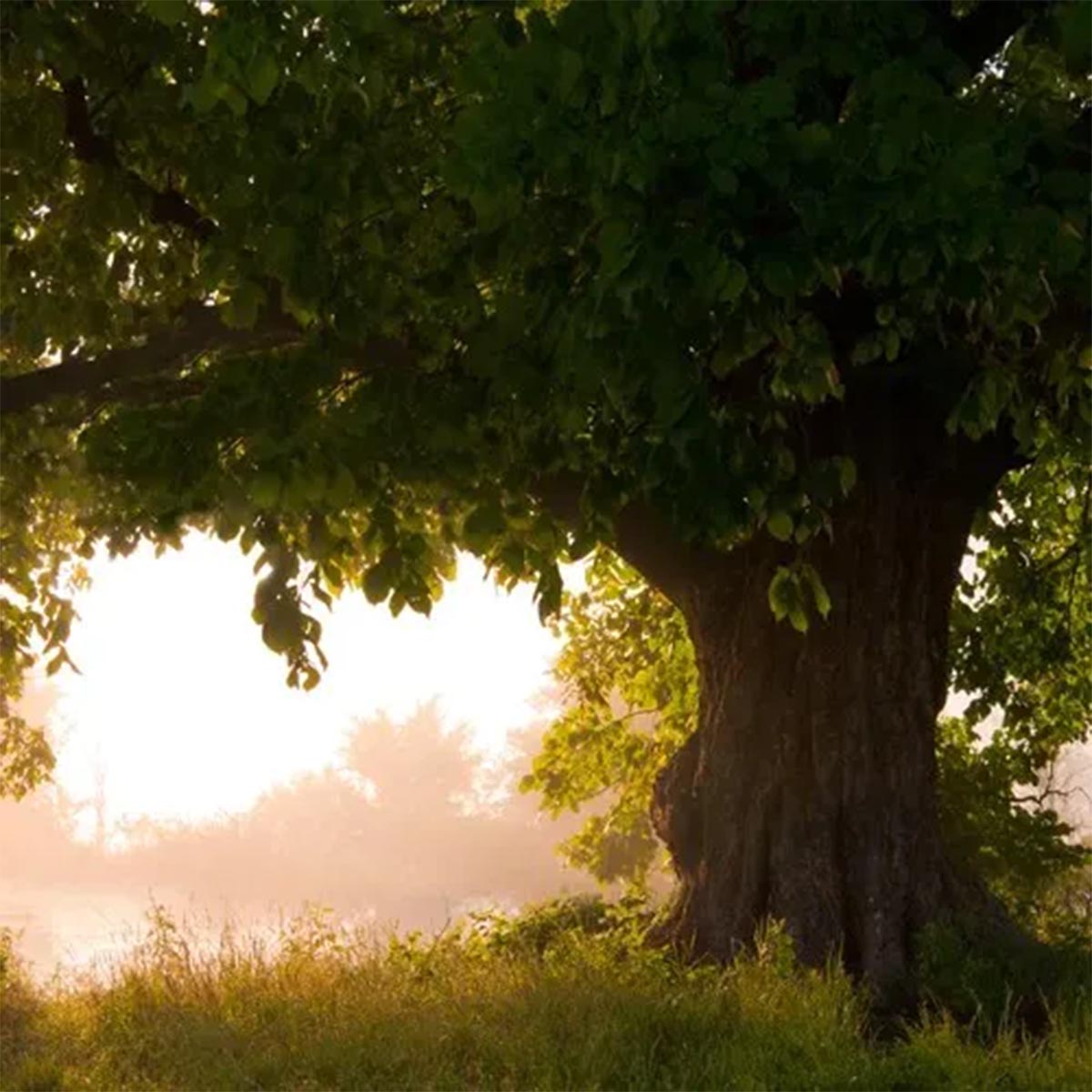 Home County Candle Luxus Raumduft-Diffusor Raumduft verschiedene Duftnoten 100ml aus England