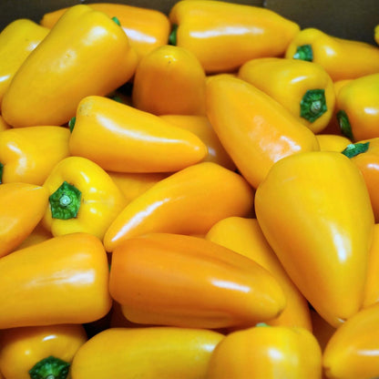 Conservas La Receta: Gebratene Paprika in Olivenöl. Mediterranes Geschmackserlebnis