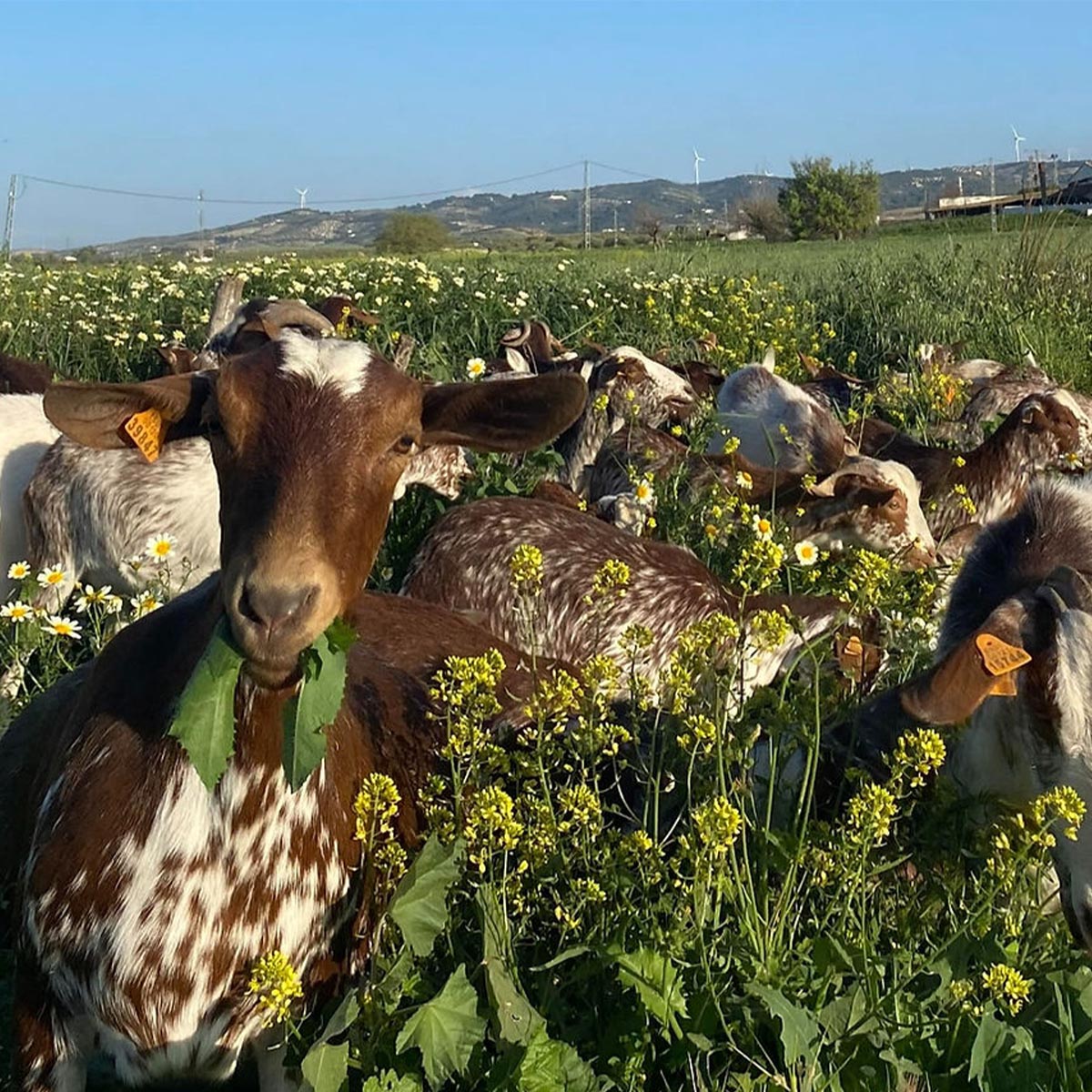 Quesos Quesí handwerklich hergestellter Ziegenkäse aus Spanien verschiedene Geschmacksrichtungen