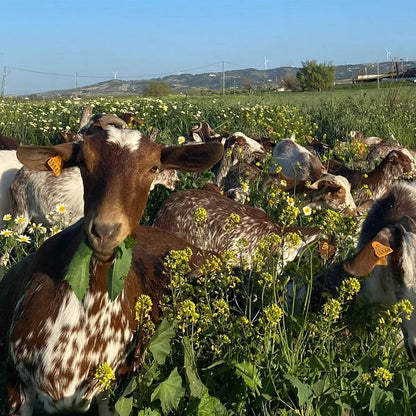 Quesos Quesí handwerklich hergestellter Ziegenkäse aus Spanien verschiedene Geschmacksrichtungen