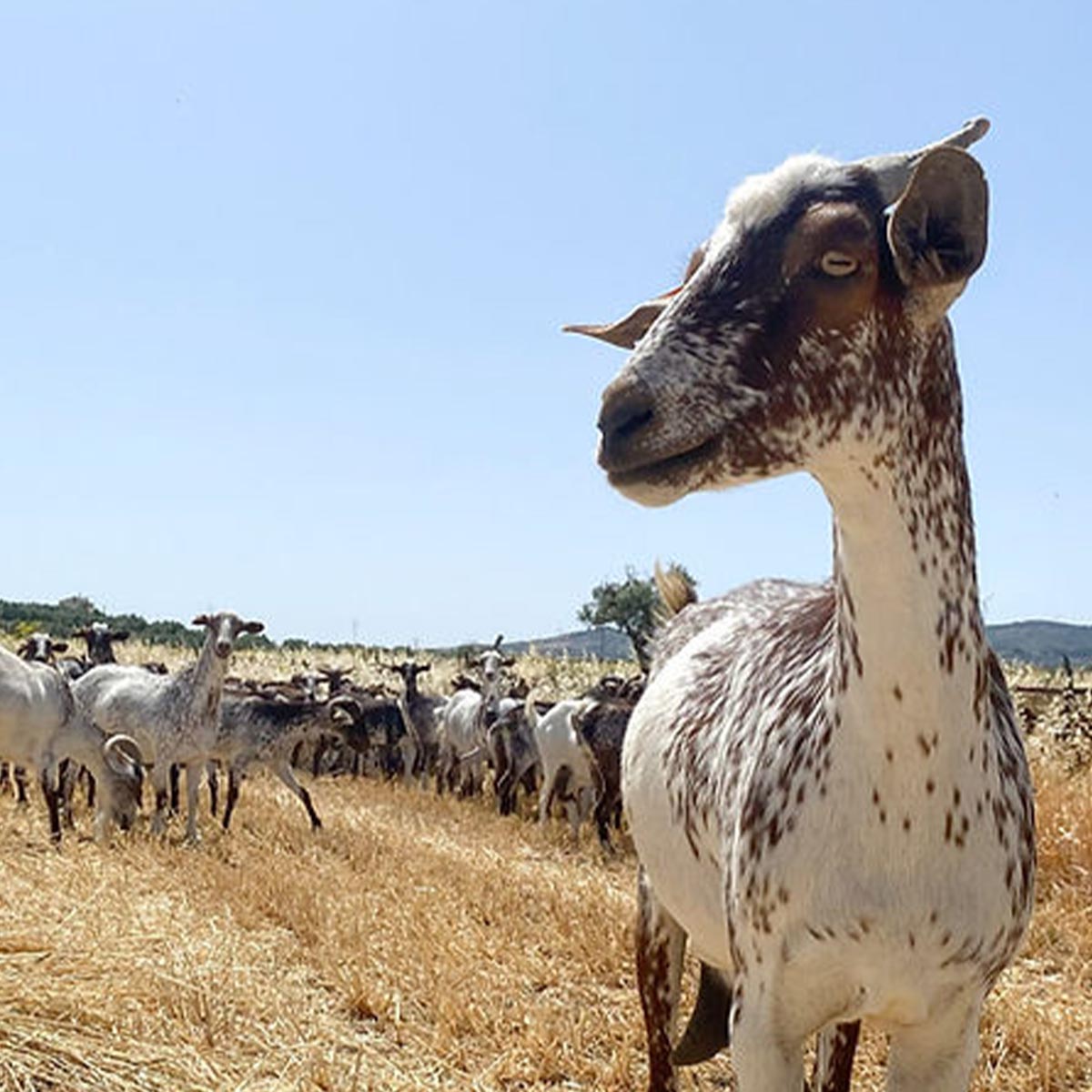 Quesos Quesí handwerklich hergestellter Ziegenkäse aus Spanien verschiedene Geschmacksrichtungen