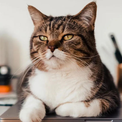 Woodcat Matatabi Dental Sticks für Katzen, der ultimative Stressbuster 6 St.